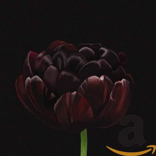 https://m.media-amazon.com/images/I/31B6A5PH6NL.jpg