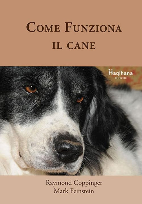 https://m.media-amazon.com/images/I/5113Vp5CnvL.jpg