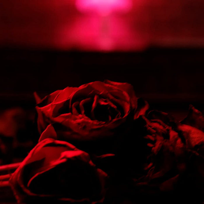 Paper Kites (The) - Roses;