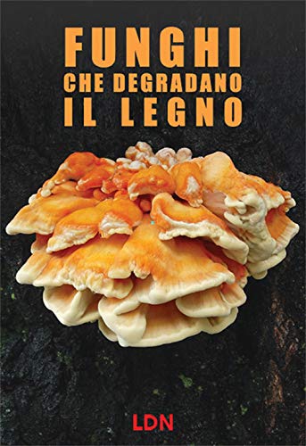https://m.media-amazon.com/images/I/513Qki+O2DL.jpg