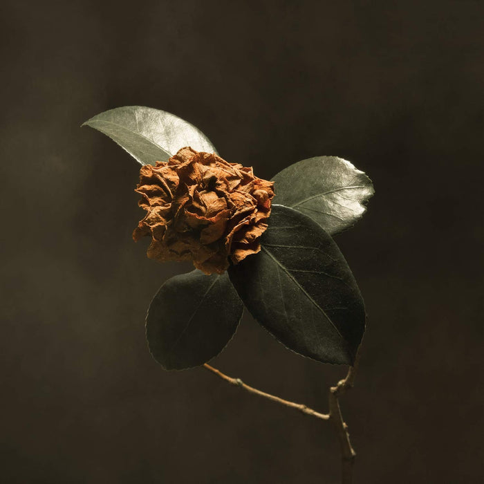 St Paul & The Broken Bones - Young Sick Camellia;