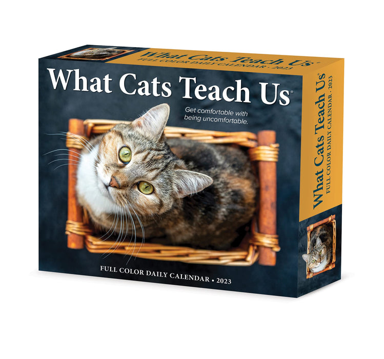 https://m.media-amazon.com/images/I/71++sE3k+LL.jpg