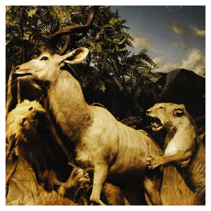 Interpol - Our Love To Admire;